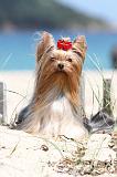 YORKSHIRE TERRIER 092